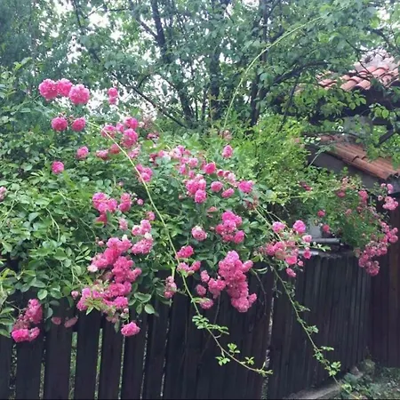 Guest house Къща За Гости 